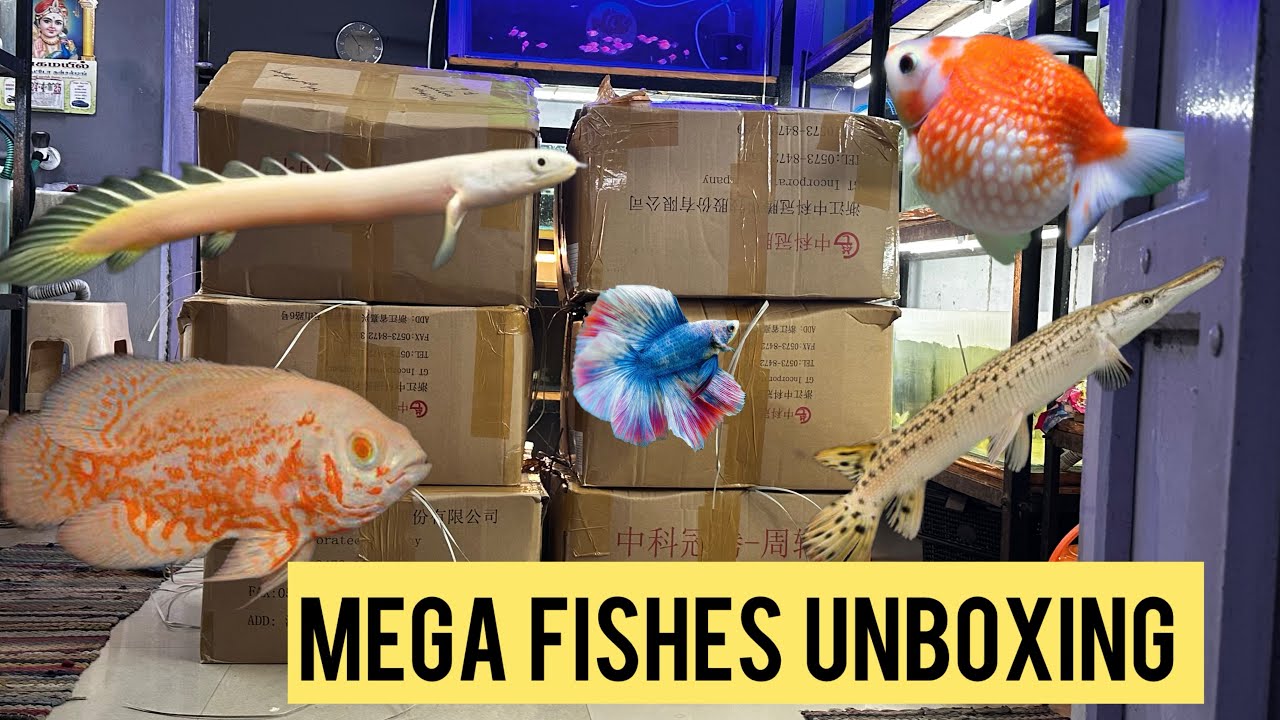 Mega unboxing @fatfishfarm #fatfishaquarium