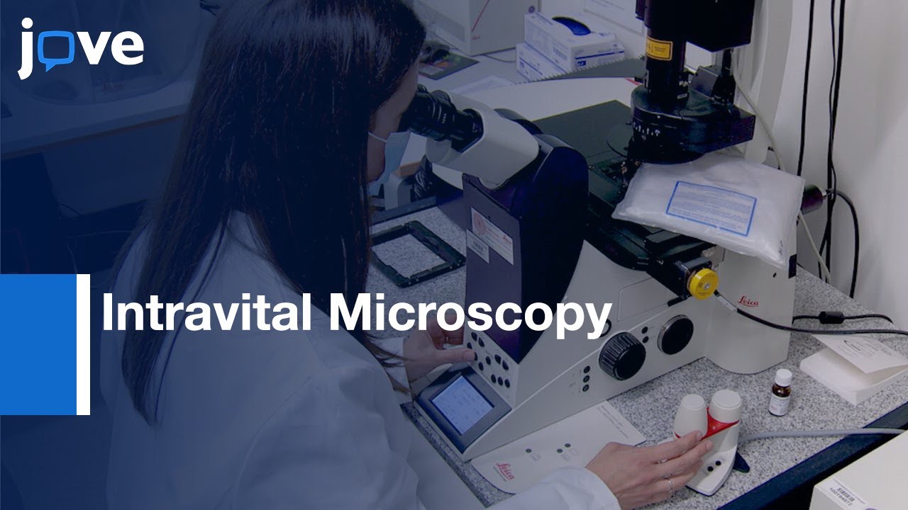 Intravital Microscopy to study permeability and cell shedding | Protocol Preview