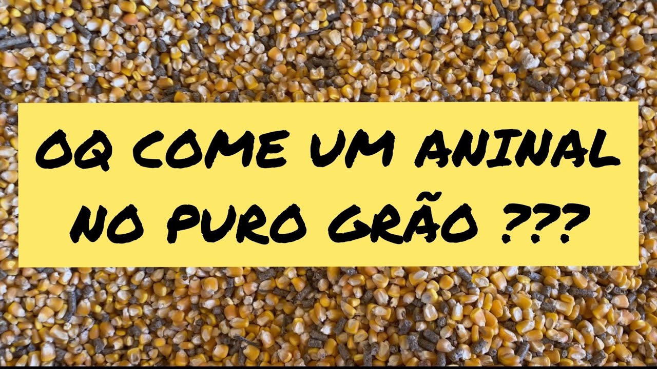 Como é feita a mistura da dieta do confinamento de  puro grão