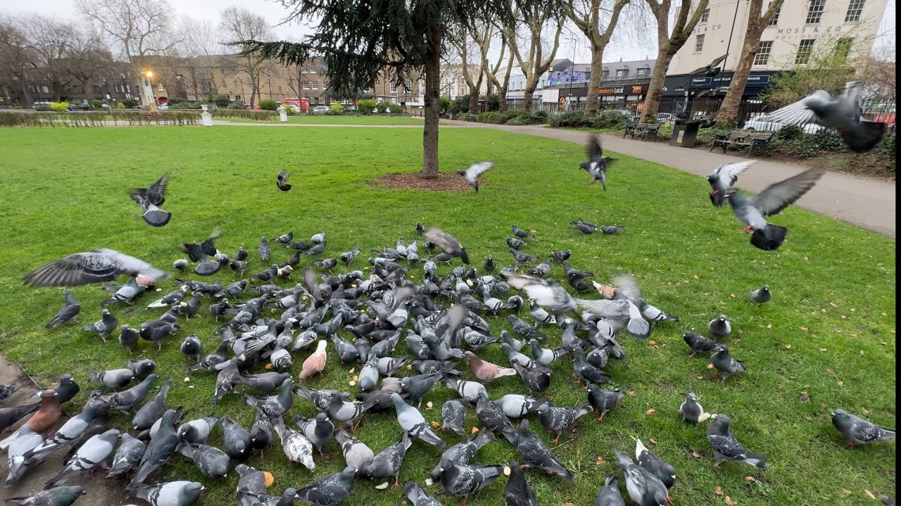 feed the  Pigeons
