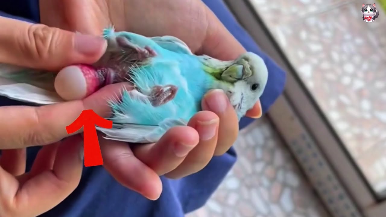 Woman saves parrot chick and reunites it with family after tough beginning.