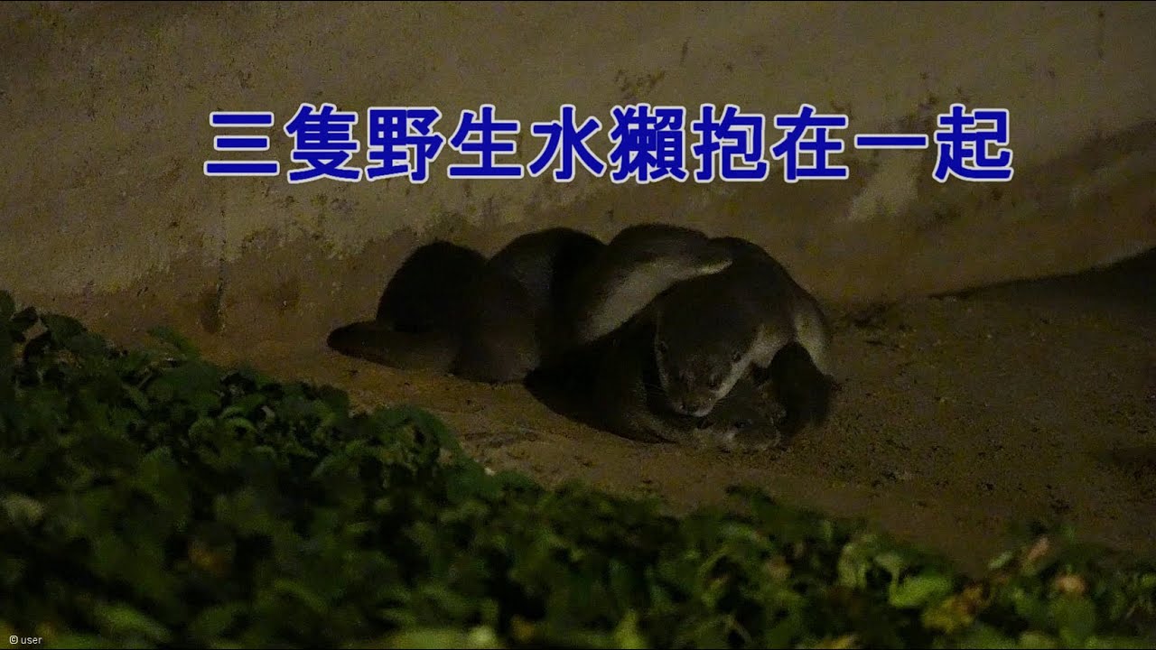 金門野生歐亞水獺(Lutra lutra)- 金門太湖水獺出沒~超萌母水獺帶兩隻幼獺休息玩耍翻滾Eurasian otters in Kinmen island