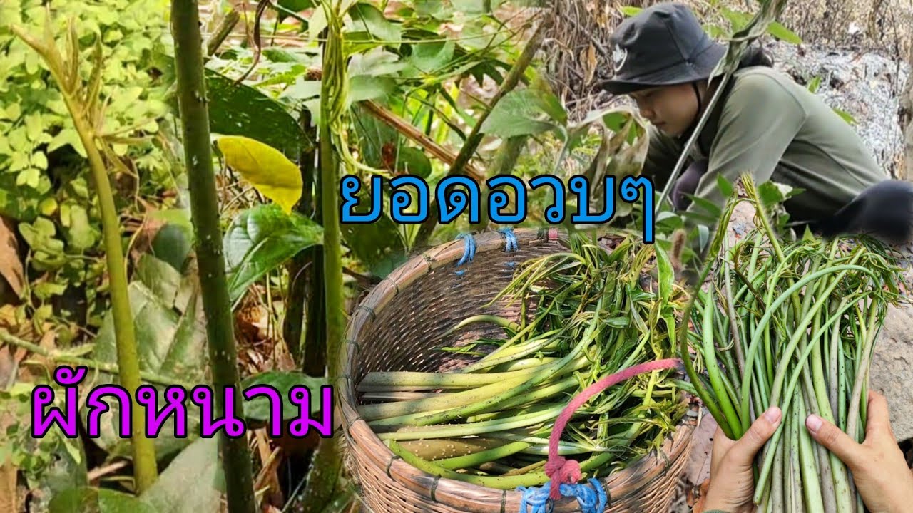 หาเลาะเก็บผักหนามป่า ยอดอวบๆใหญ่ๆได้เต็มตะกร้าเลยครับ 11/4/66