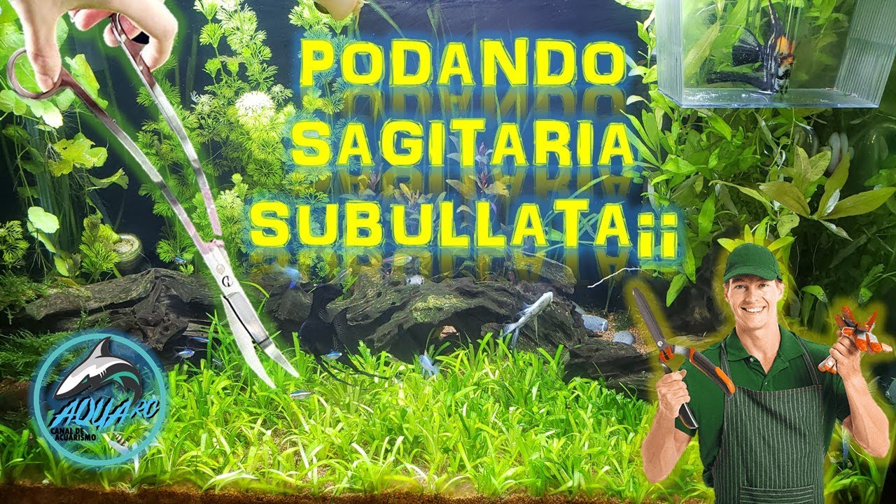 Poda Sagitaria Subullata y mas...