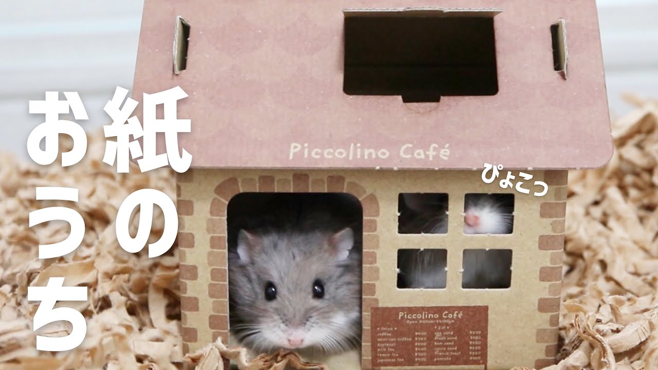 カミ素材の新しいおうちで遊ぶハムスターの可愛さが神ってた