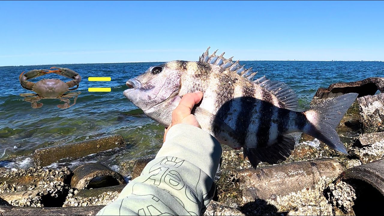 Secret on How and Where to Catch Crab For Sheepshead Fishing!!
