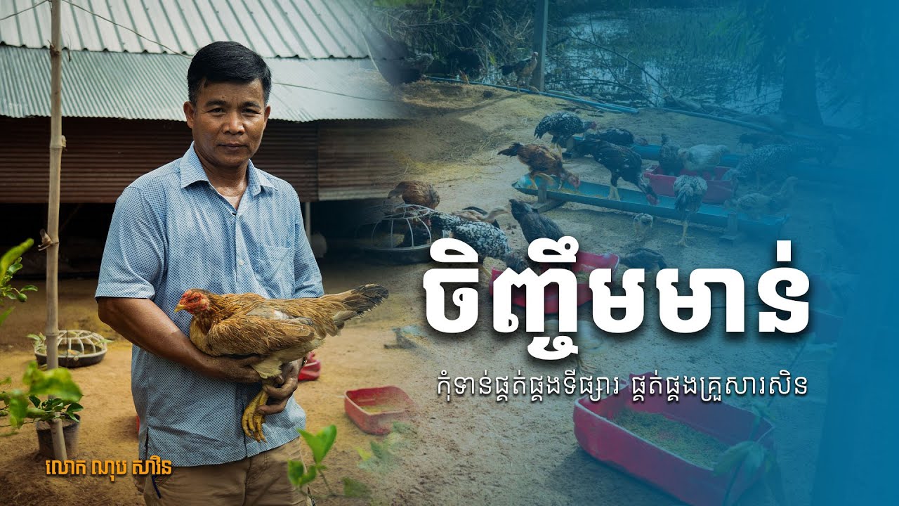 បចេ្ចកទេសចិញ្ចឹមមាន់ស្រែបែបគ្រួសារ មួយខែអាចរកចំណូលបានយ៉ាងតិច ៦០ម៉ឺនរៀល, how to raise alot of chikens
