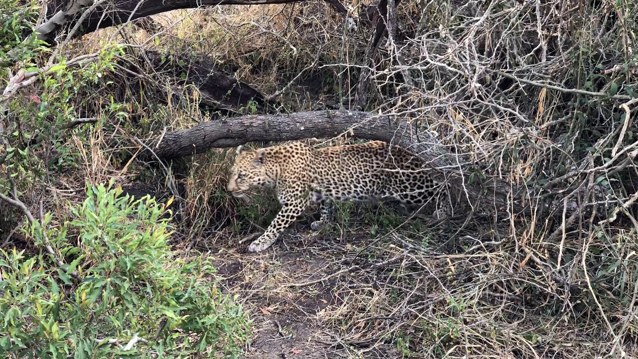 LEOPARD LOOKING CRYING FOR LOST CUB SOUTH AFRICA 2018