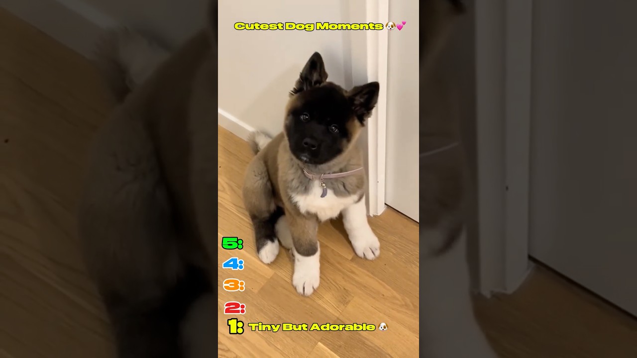 This Puppy Compilation Will Melt You 🐾🔥