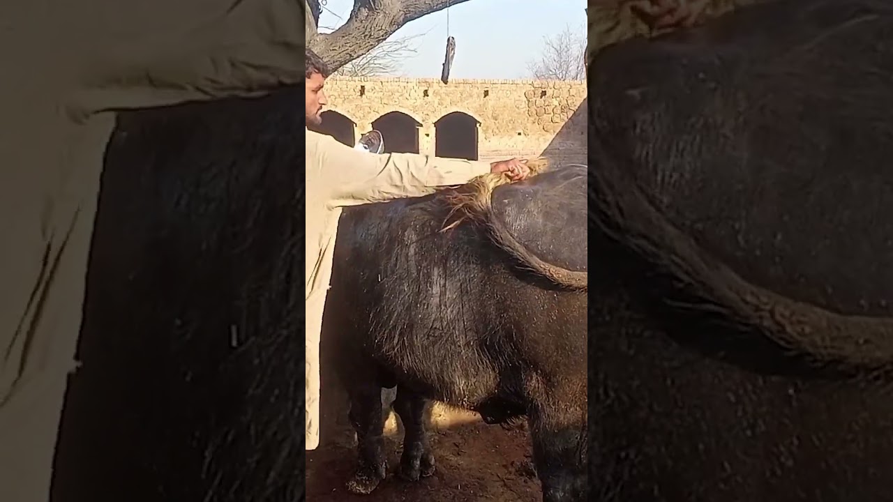 Bison's Blissful Bath Time