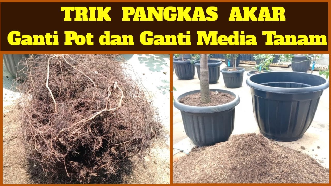 Trik Pangkas Akar Dan Ganti media Tanam Tabulampot || tips Komposisi Media Tanam yang Baik