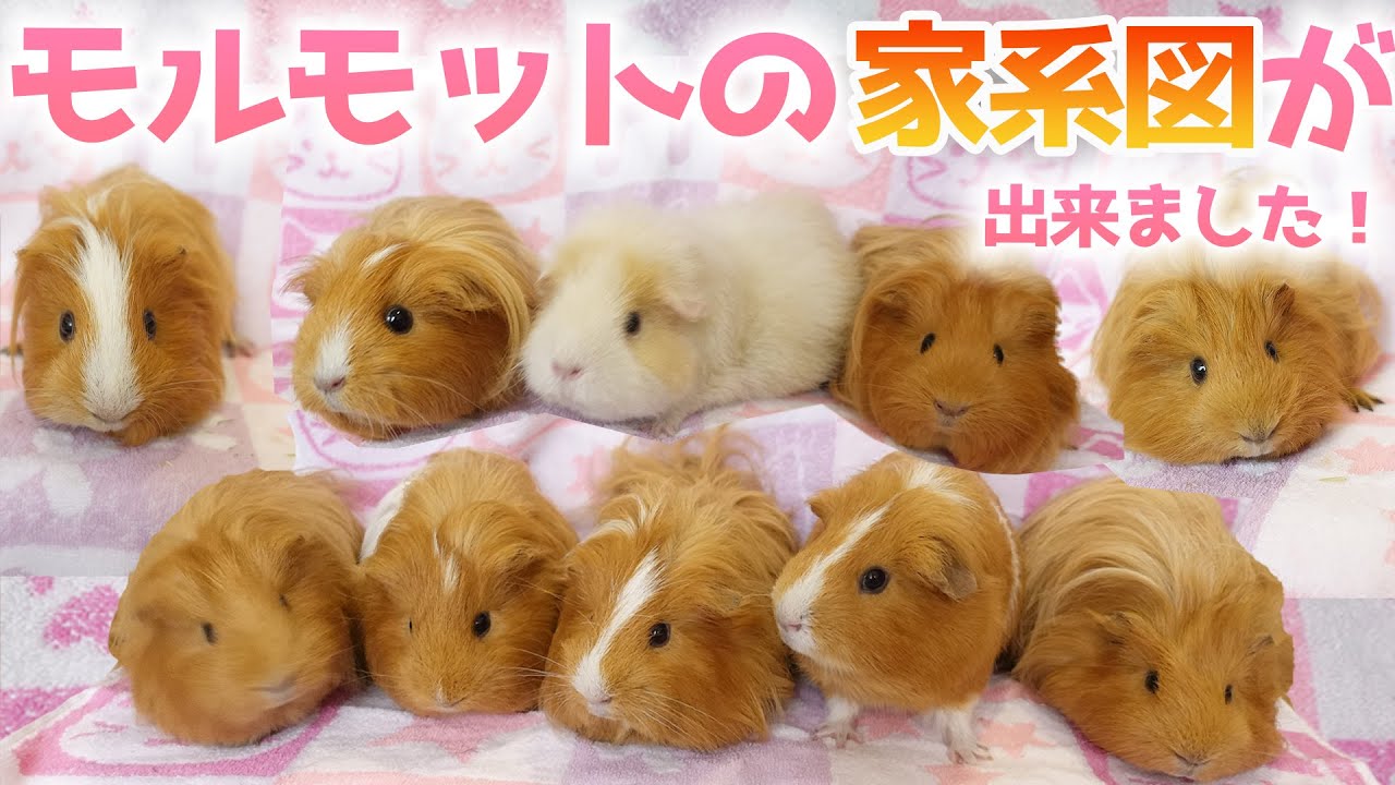 【15匹】うちの可愛いモルモットを紹介をさせてください【Guineapig】