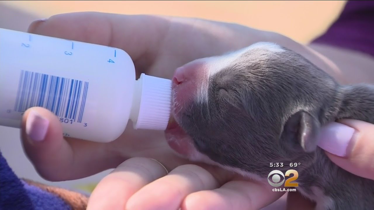 Riverside County Rescue Group Takes In Litter Of Abandoned Newborn Puppies