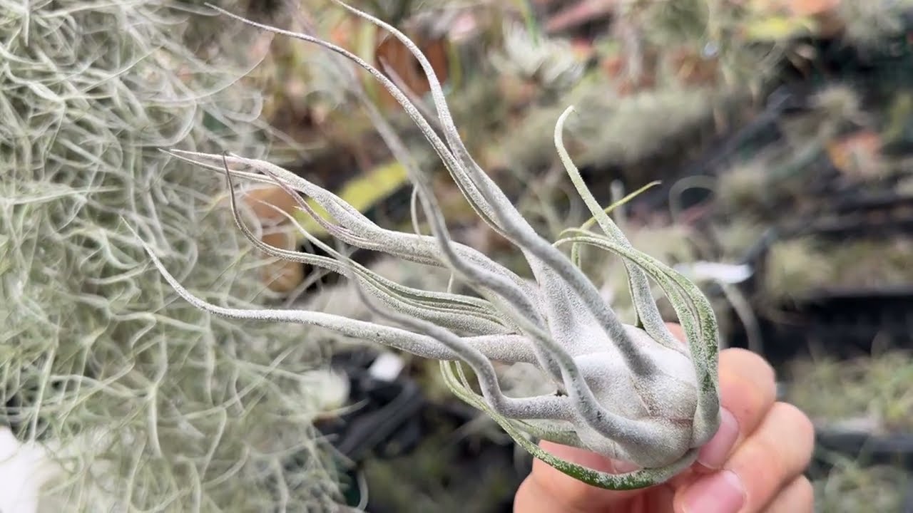チランジア タイTillandsia 'Ty'エーレルシアナ x ブルボーサ(Till. ehlersiana x T. bulbosa)＠フラワーショップ江口鹿児島県出水市＊エアプランツ専門店