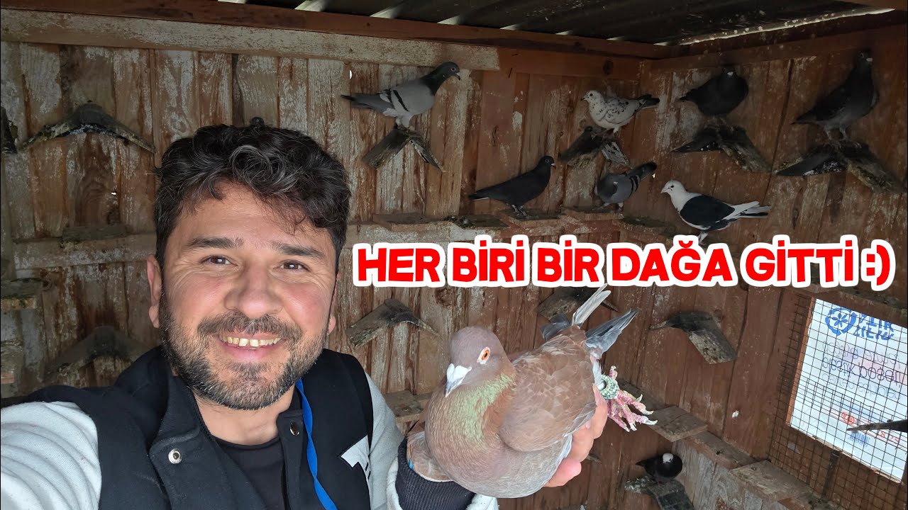 Tezganti Güvercinin Kanadını Açtım Tüm Güvercinleri Uçurdum 