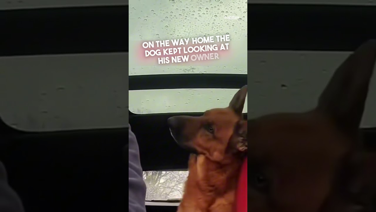 The Retired Police Dog and his New Owner