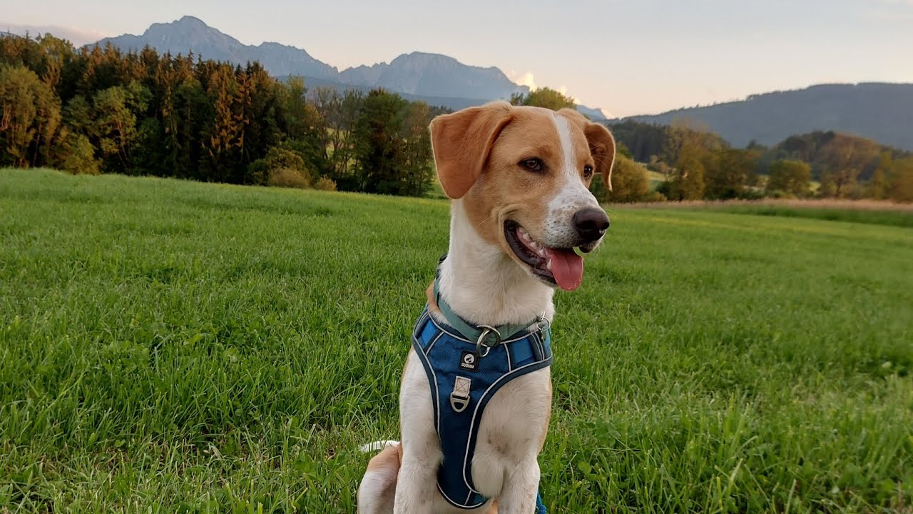 Urlaub mit Patou in Bayern 🏞🐕