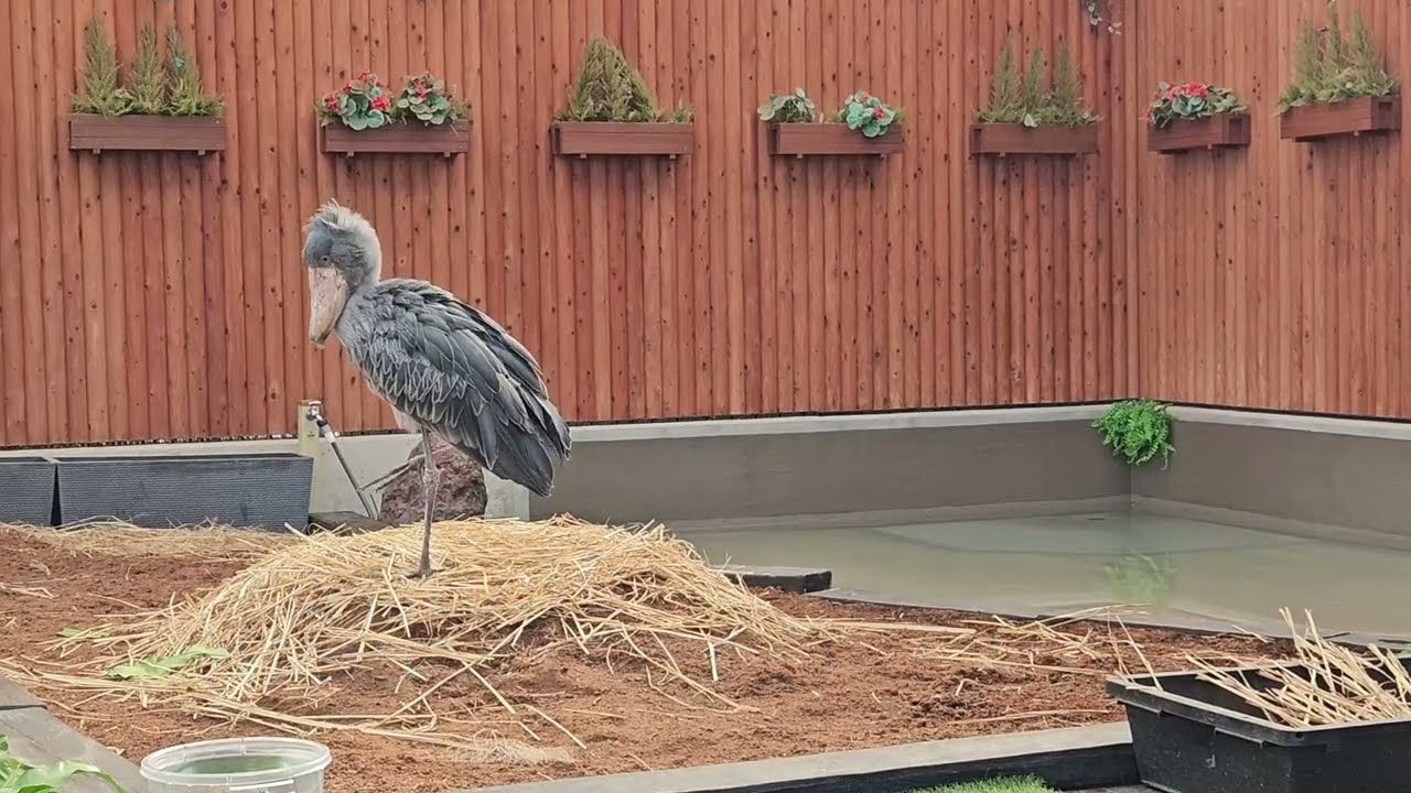 No.081　ハシビロコウ・ふたばちゃん / 掛川花鳥園　Shoebill “Futaba” at Kakegawa Kachouen　2025年12月