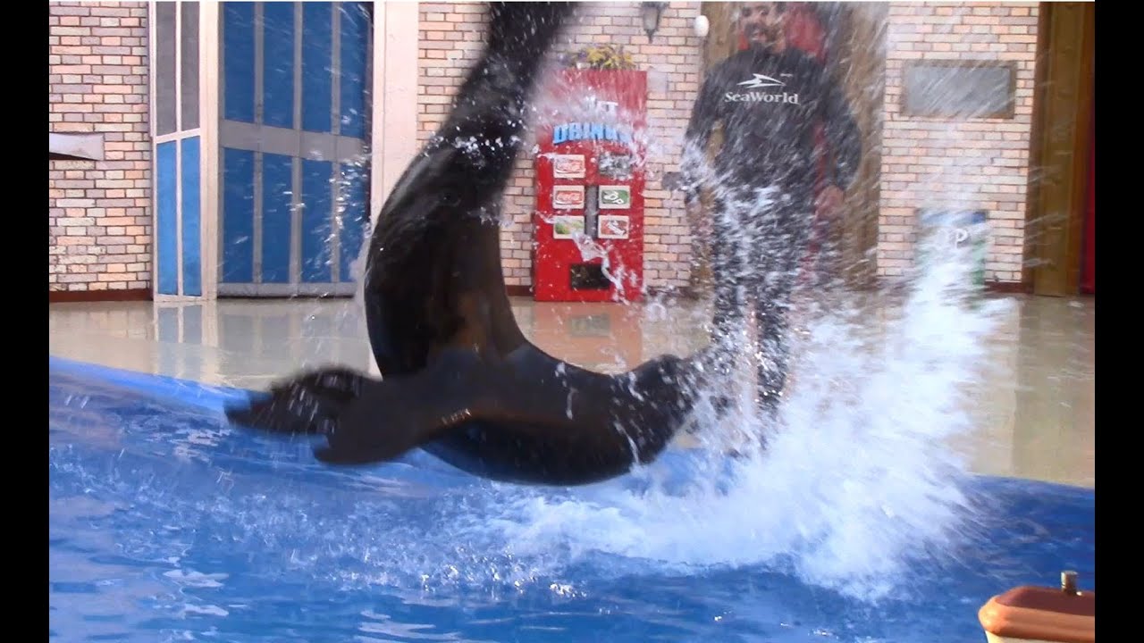 Sea Lions Tonite 2016 (Full Show) at SeaWorld San Diego (6/19/16)