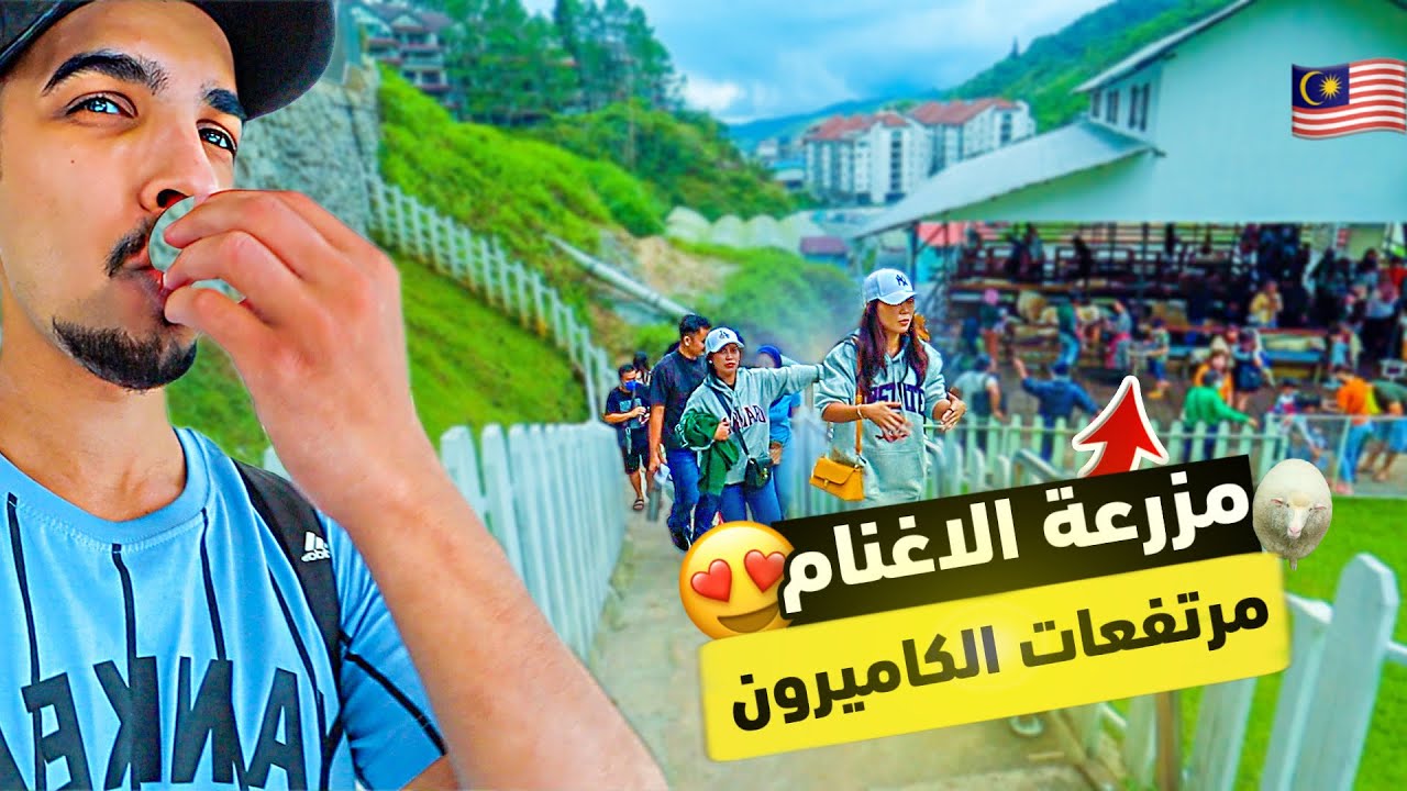 لماذا مرتفعات الكاميرون الوجهة المفضله في ماليزيا؟ 😍🇲🇾