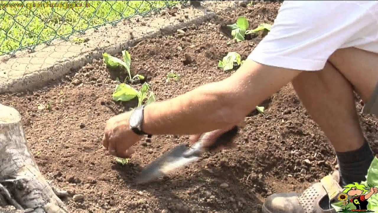 il radicchio rosso