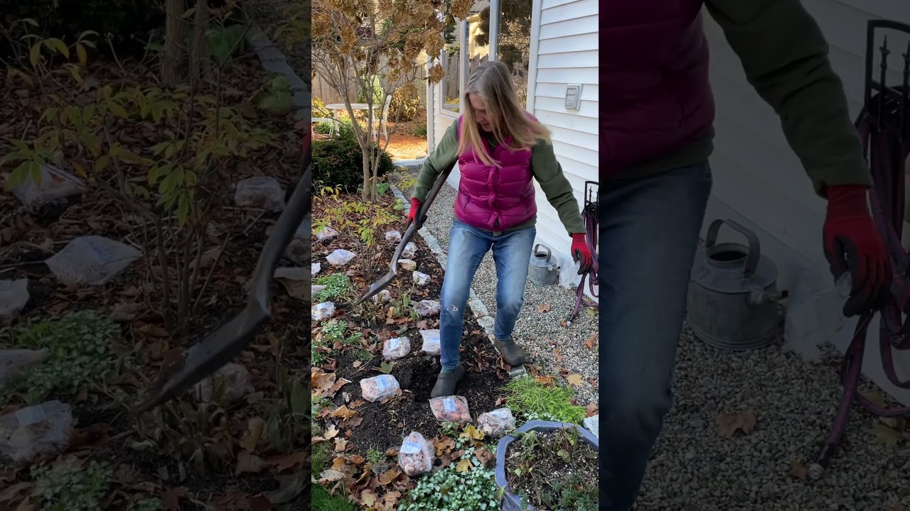 How To Plant Bulbs🌷