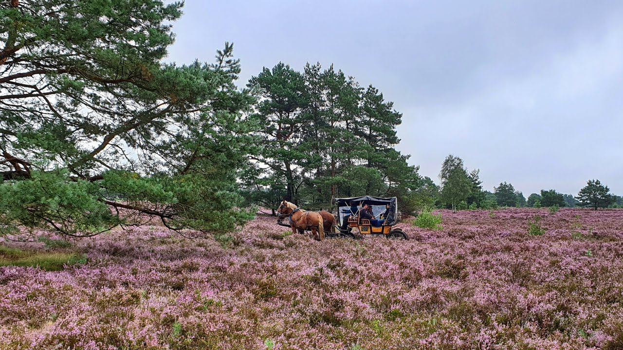 Radtour Lüneburger Heide HD