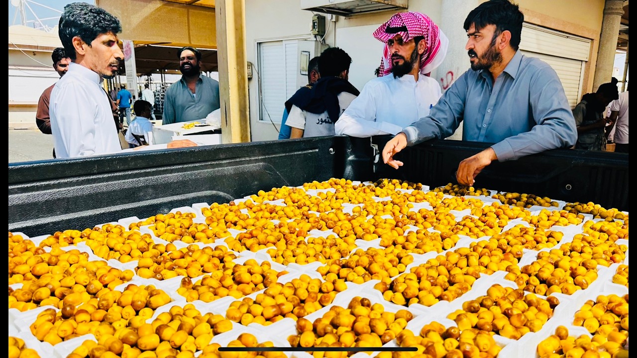 بديه قوية لموسم تمور المدينة المنورة 1447 العجوه روثانه المدينةوالبرني انواع التمور وأسعارها بالحراج