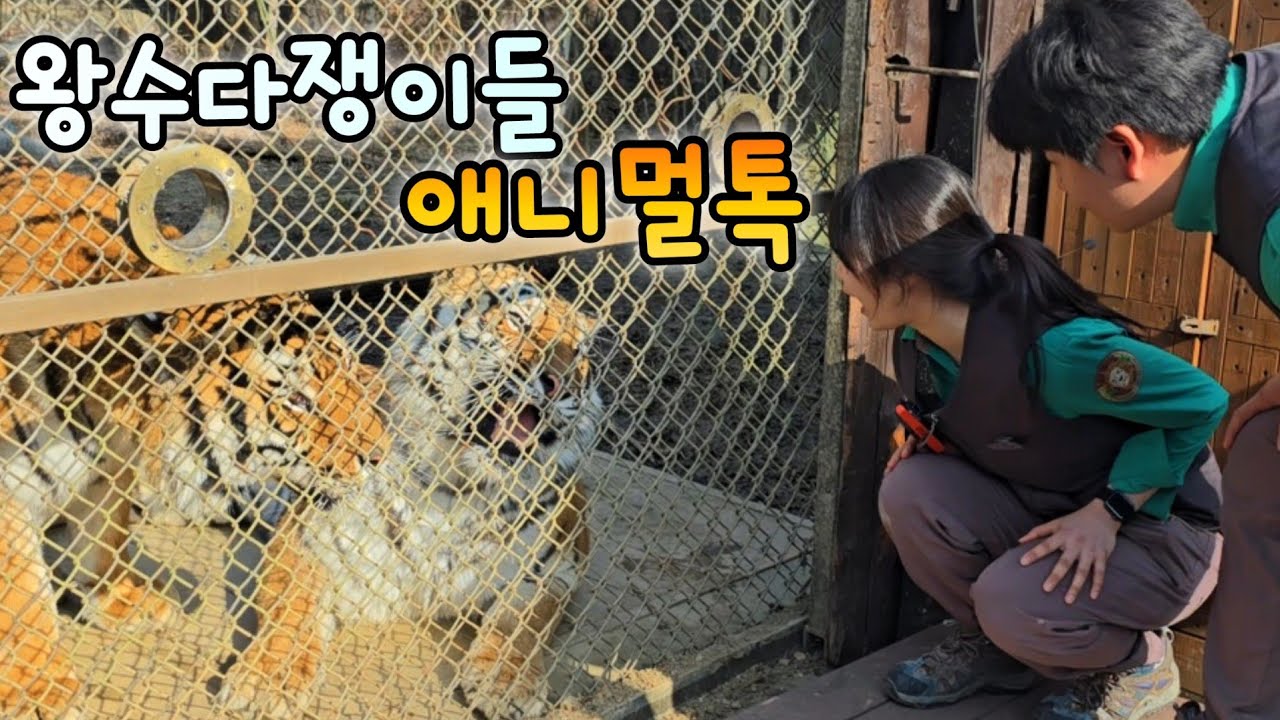에버랜드 한국호랑이🐾온갖 호랑이 소리 다 들려주는 다운 나라💙윤희누나 앞에선 수다를 멈출 수 없어요🤩