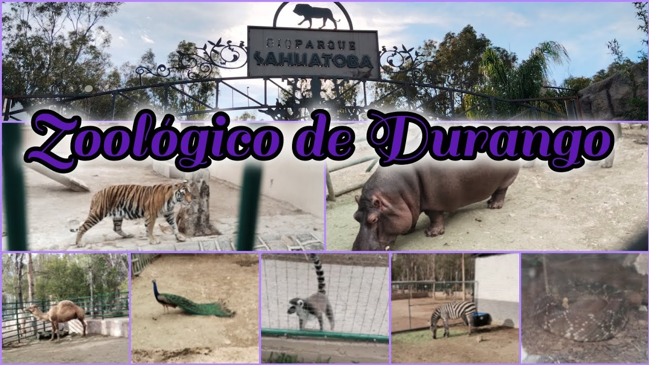 Conociendo el Zoológico Sahuatoba en Durango! 🦓🐊🦊🐻🦬🐐🦛🦌🐿️