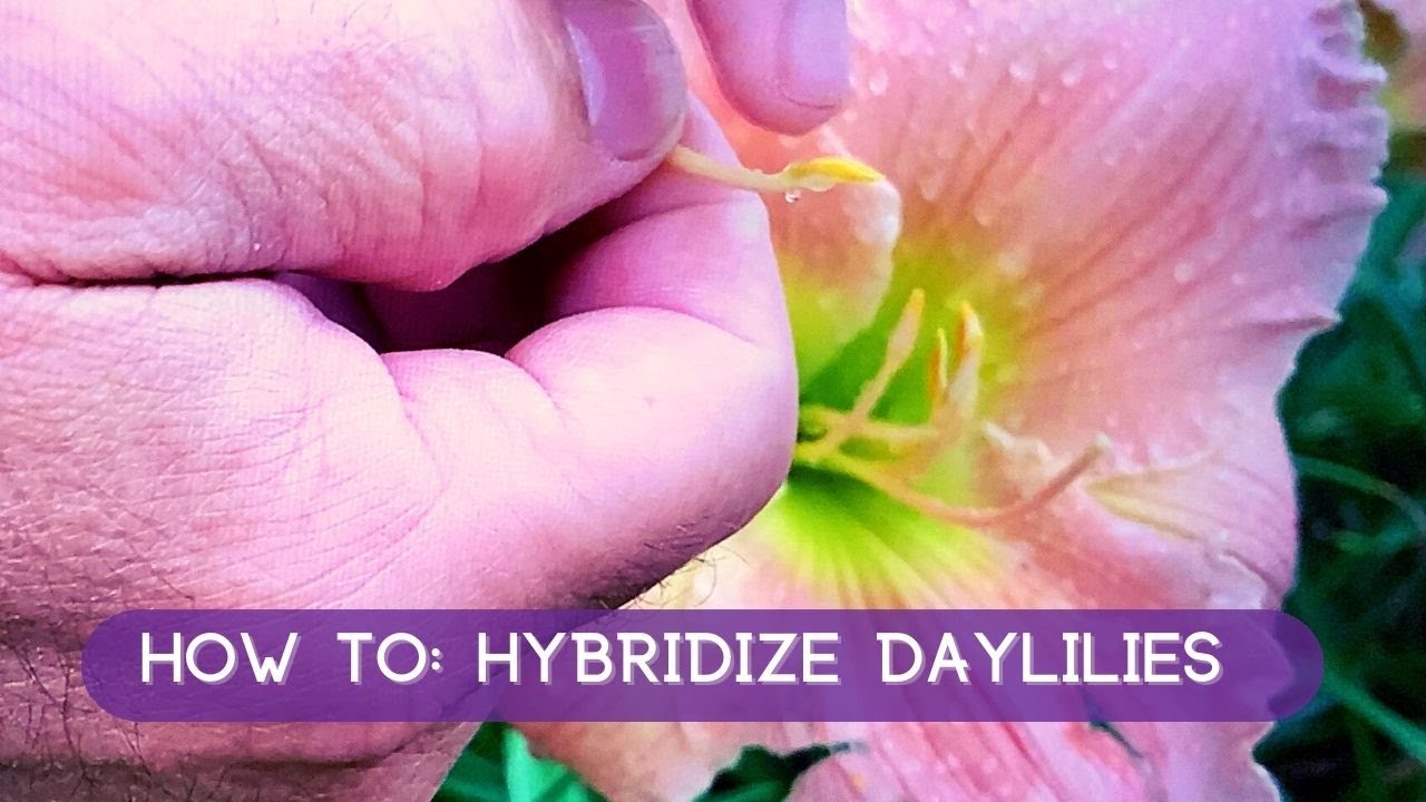 How To Hybridize Daylilies: A Fast & Easy How To | Oakes Daylilies