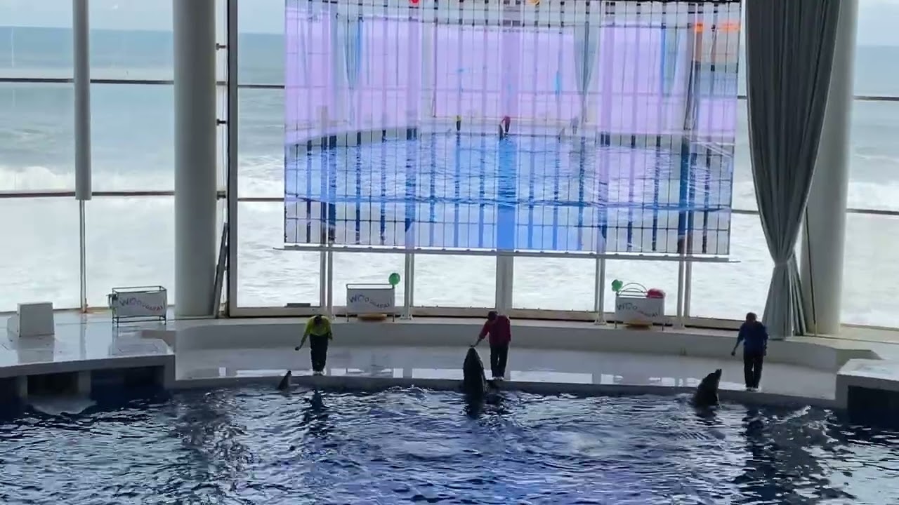 大洗水族館新オーシャンライブ　イルカ、アシカショー26/03/13-12:30