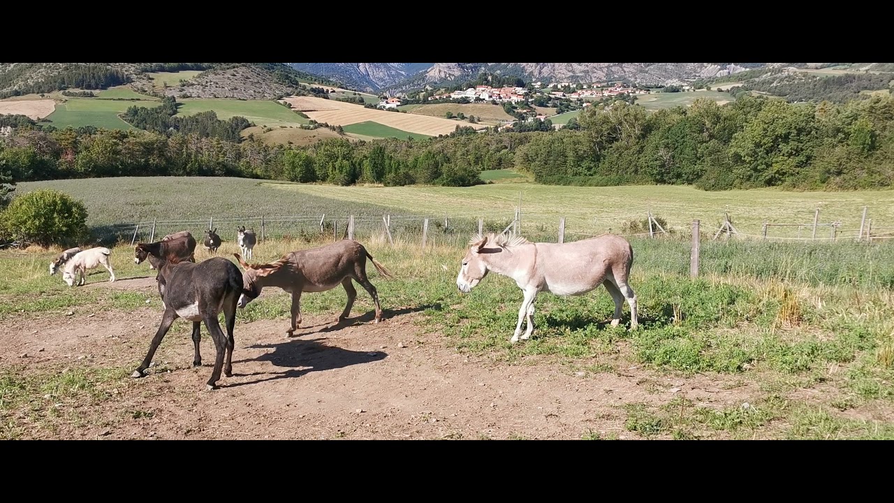 Louisette de Bel'&Acirc;ne est rentr&eacute;e mais Peluche la boude. Elle a mal aux sabots!