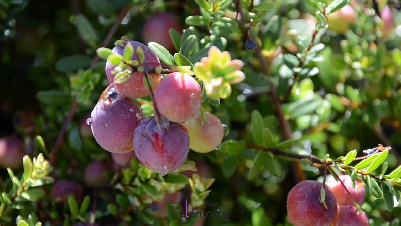 Canneberge à gros fruits,Howes by clematite.net - Spécialiste des plantes de jardin