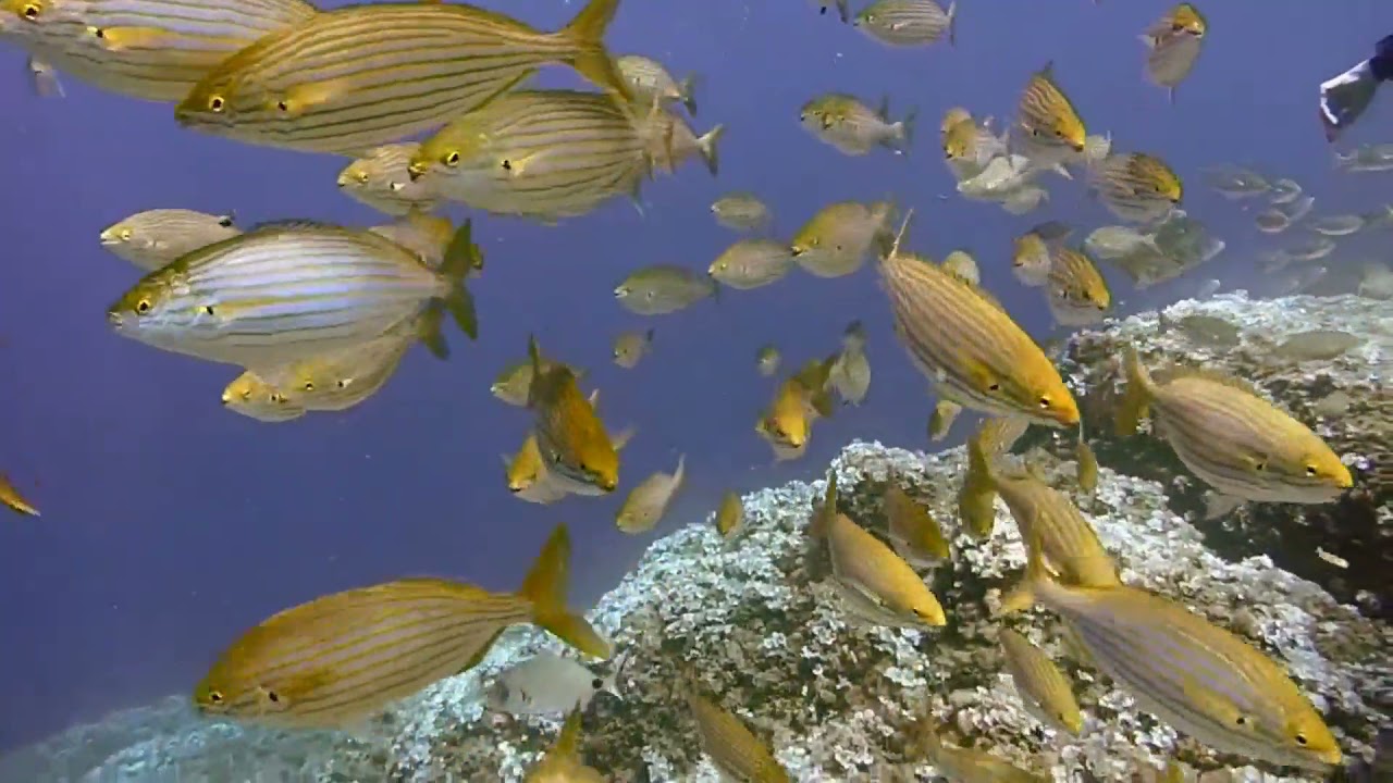 Amazing Fish Swarm in Underwater