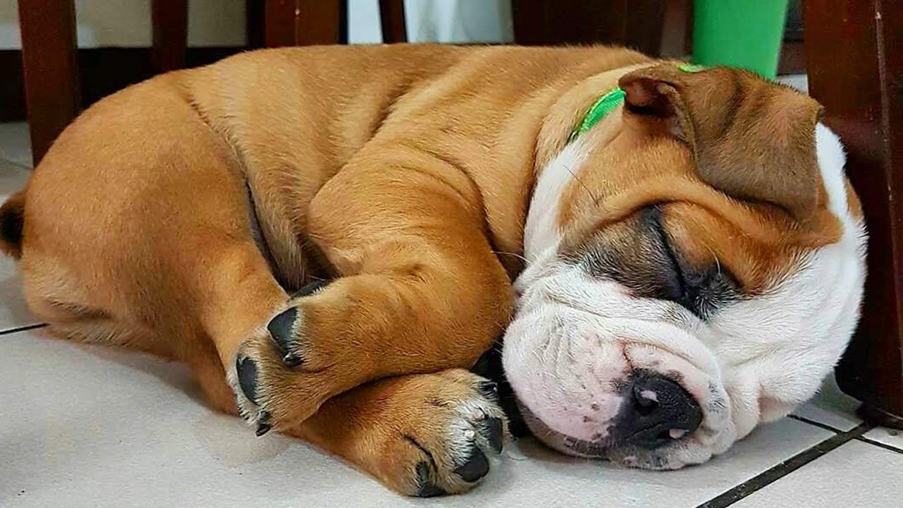 ENGLISH BULLDOGS ❤️ English Bulldogs doing funny, lovely things # 03  (2020)| Animal Lovers