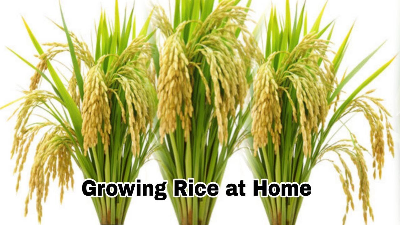 Why You Can't Grow Rice at Your Garden for Food, Let's Do it Together, Easy for Beginners