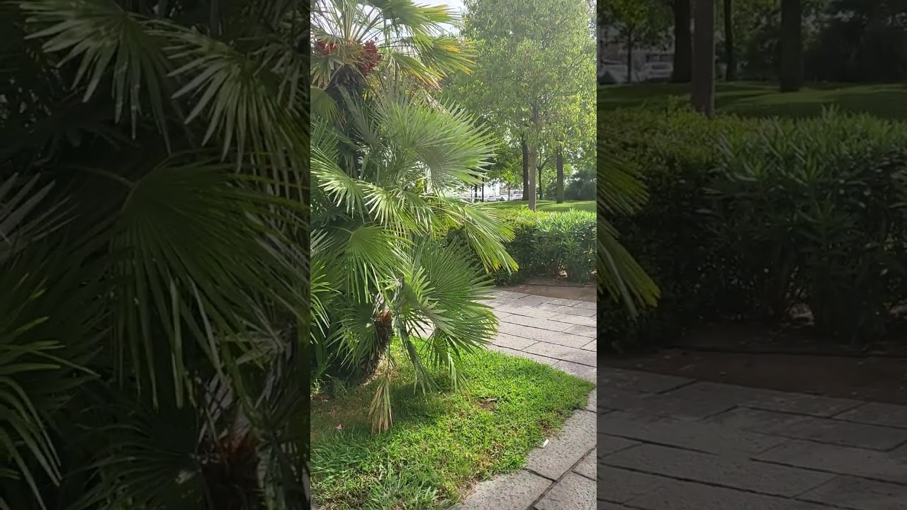 Olbia lungomare Tumorrowland circus Spettacolo mobile all'aperto