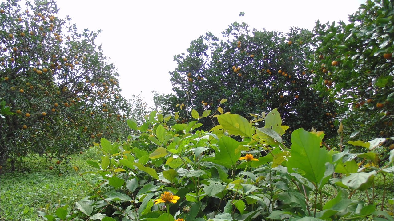 🌱Fijación de Nitrógeno y Leguminosas: Canavalia ensiformis en Frutales