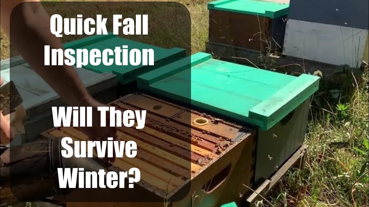 🐝🕵️Honeybee Fall inspections in Harnett County, NC #beekeeping #ncbeekeeping