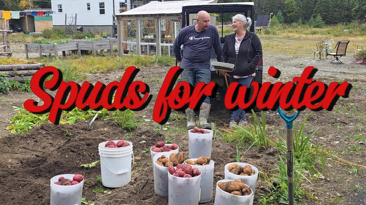 Dig 'em up! Potatoe harvest & more #newfoundlandlabrador #offgridliving #homegrown #garden