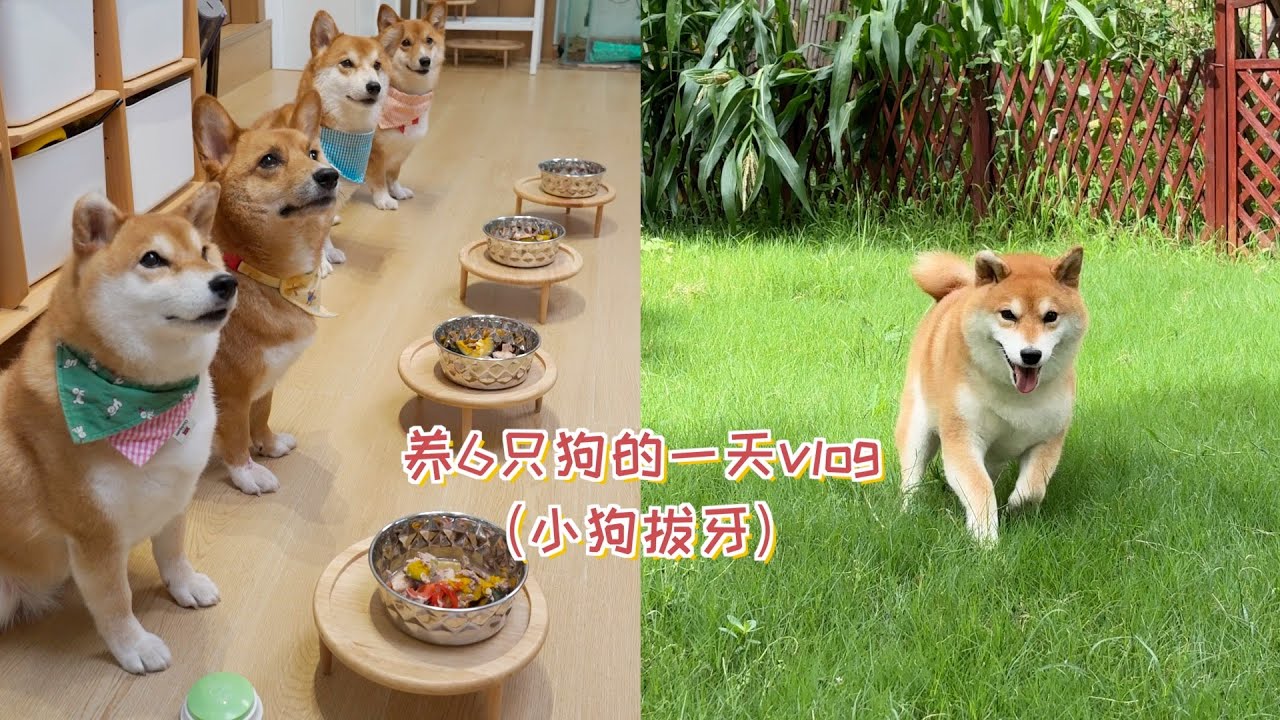 养6只狗的人一天都在忙什么？小狗拔牙的一天