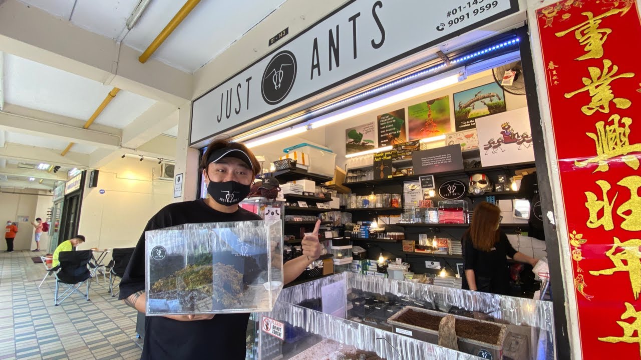 Why He Opened The 1st ANTS Shop in Singapore!🐜 Just Ants