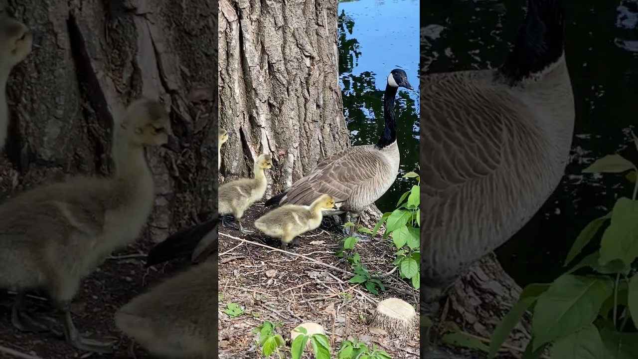 Tranquil Lake Scene: Cute Goslings and a Gentle Goose #usa #2025