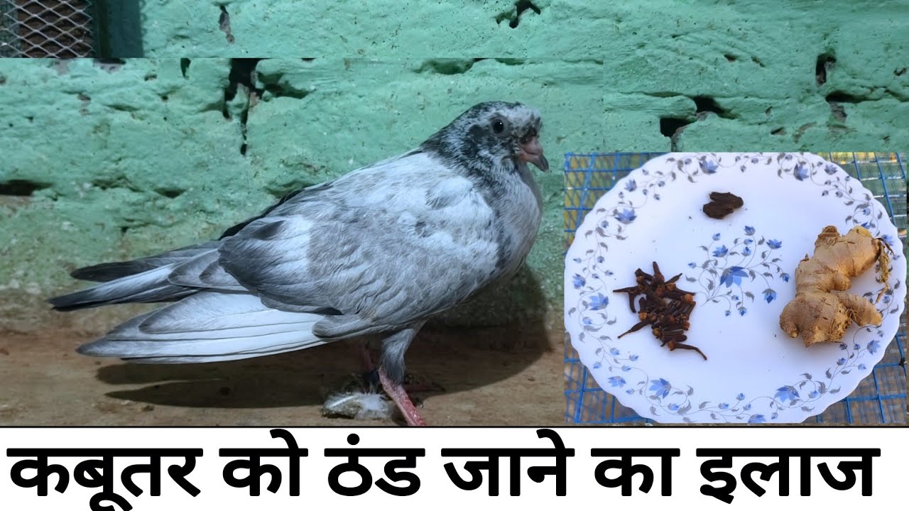 कबूतर को ठंड लग जाए तो क्या  करें ।। Kabootar ko thand lag jaye to kya kare . #noorsuperpigeon