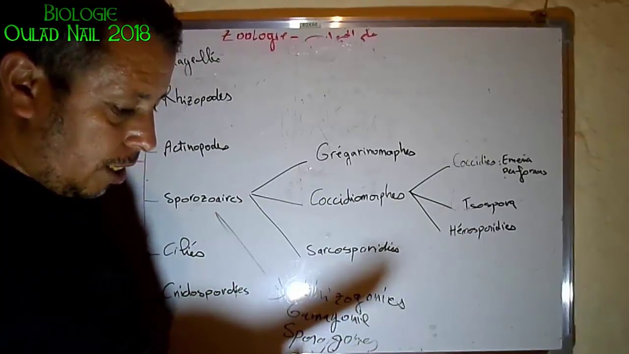CH01 Les Protozoaires part 03 - حيوانات وحيدة الخلايا
