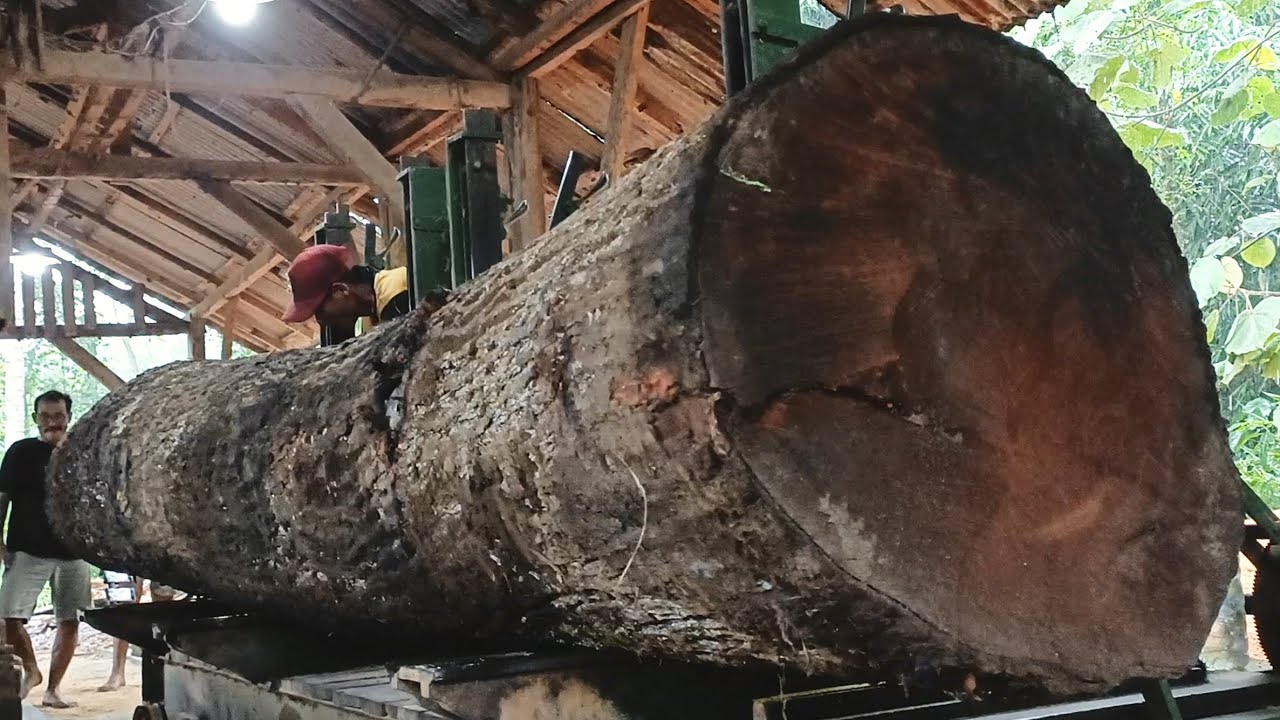 AMAZING SAWING SKILLS || Cutting the most extreme and ancient giant trees using simple techniques