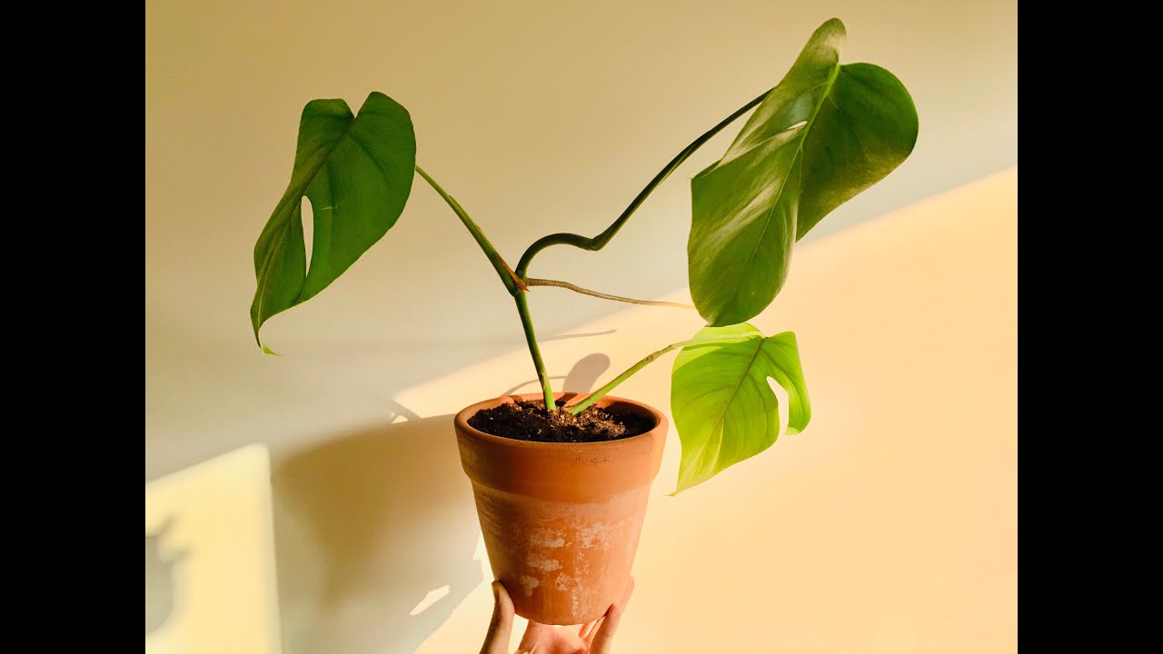 Deve Tabanı %100 Köklendirme Yöntemi (Monstera Deliciosa)