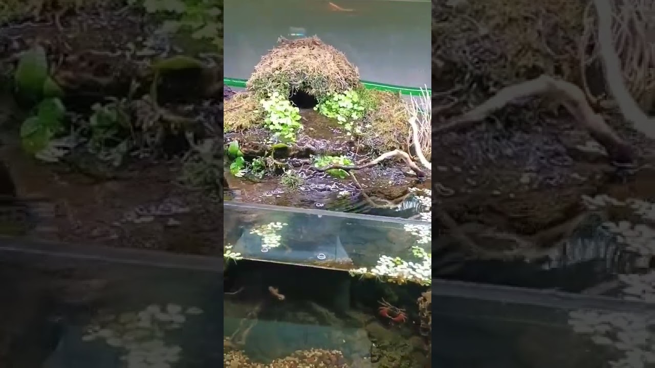 Planted Tank | #AquaTips#fish#shorts#aquariumsetup#