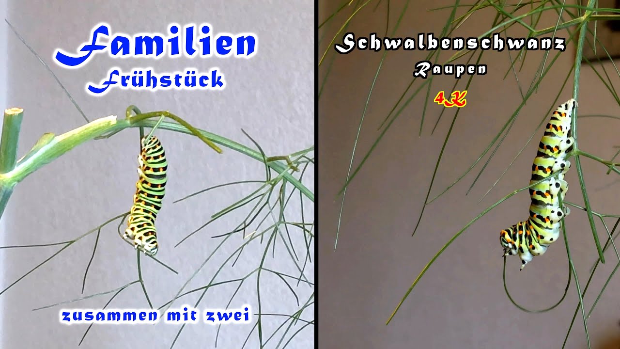 Fr&uuml;hst&uuml;ck mit den Raupen des Schwalbenschwanzes (Papilio machaon), 4K, trilingual